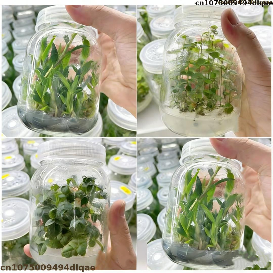 Agar Tissue Culture - Pflanzengewebekultur-Agarpulver mit hoher Gelstärke, Laborqualität, MS-Medium,
