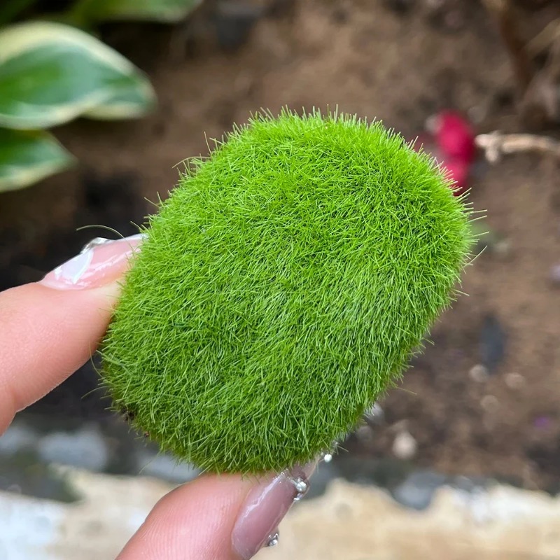 100/5 Stück Künstliche Moosste – Sphagnum Moss Dry Bewertung und Preis